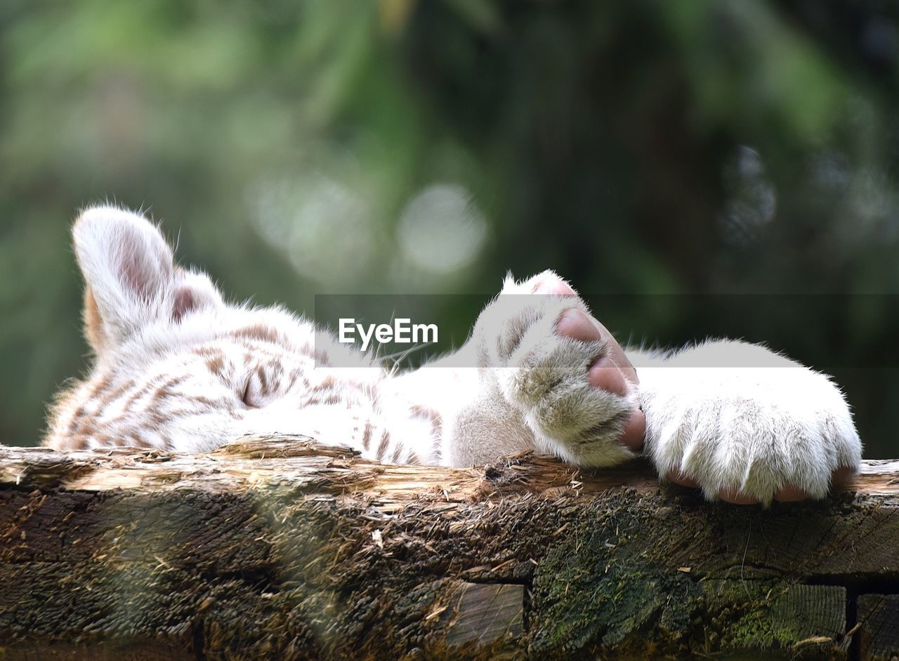 CLOSE-UP OF A CAT RESTING