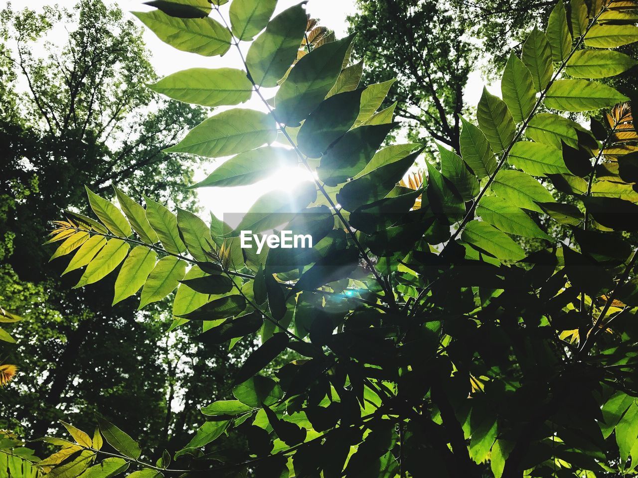 LOW ANGLE VIEW OF TREES AGAINST SKY