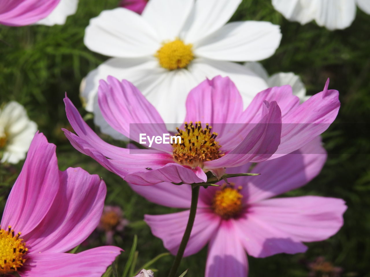 Close-up of pink cosmos flowers