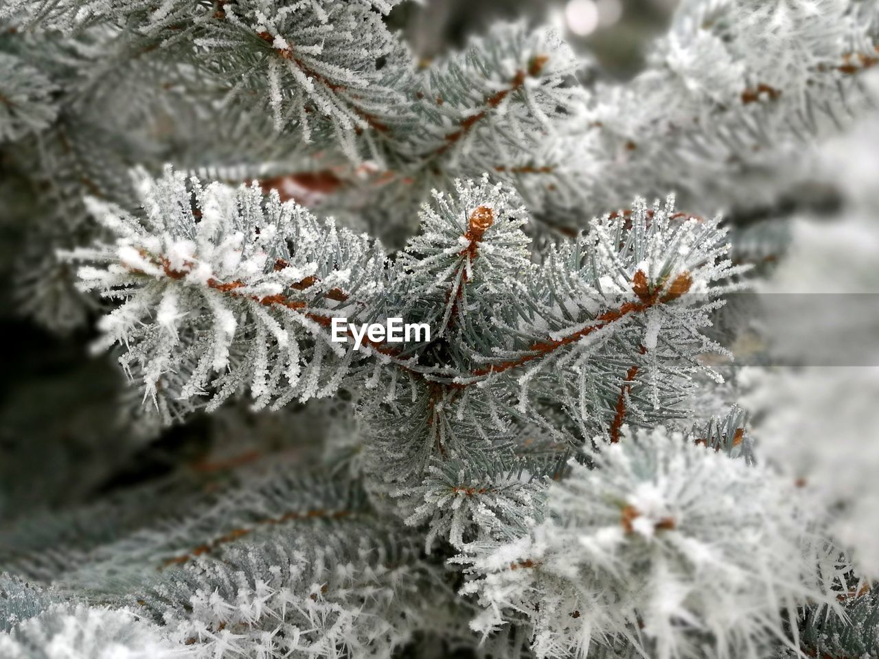CLOSE-UP OF FROZEN FLOWER TREE