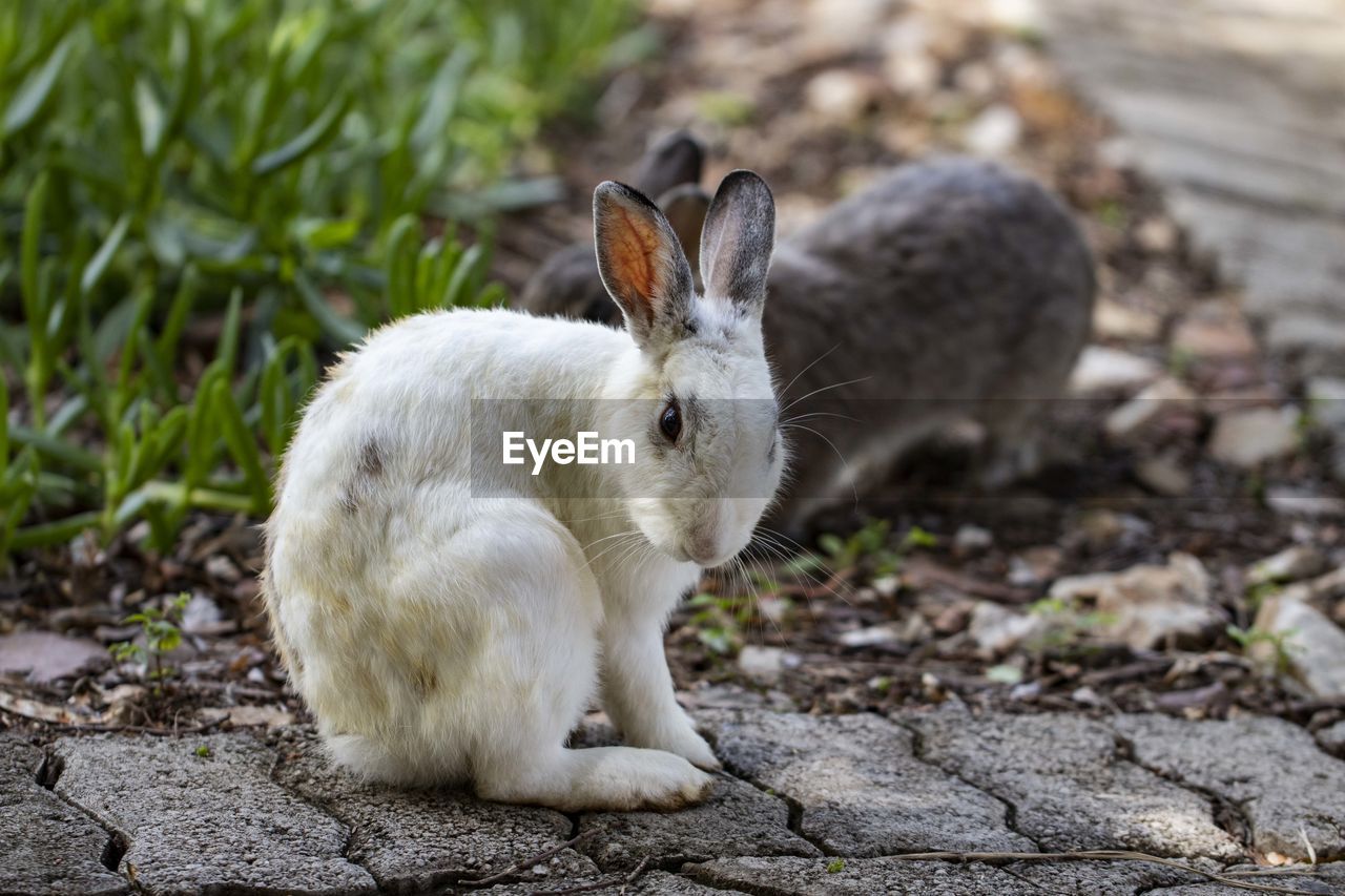 CLOSE-UP OF A RABBIT ON FIELD