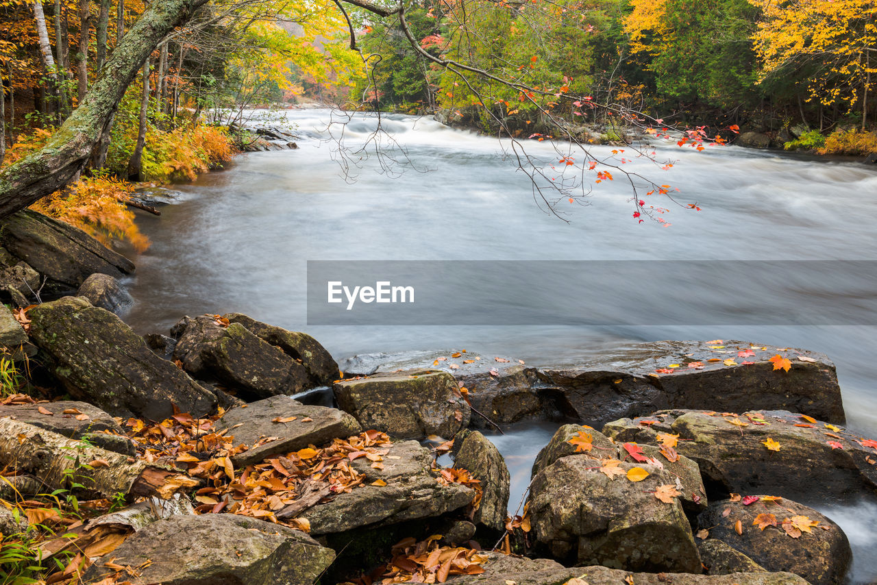 PLANTS GROWING BY RIVER IN FOREST