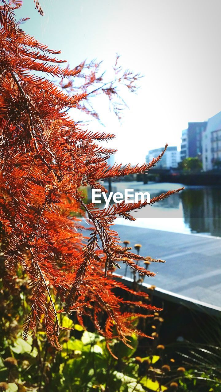 Close-up of autumn leaves on twigs against sky