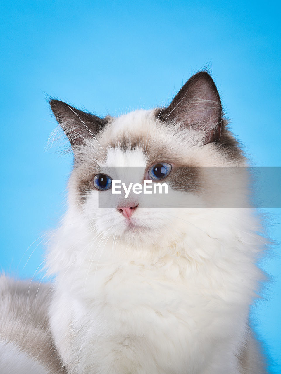 Close-up portrait of a cat against blue background