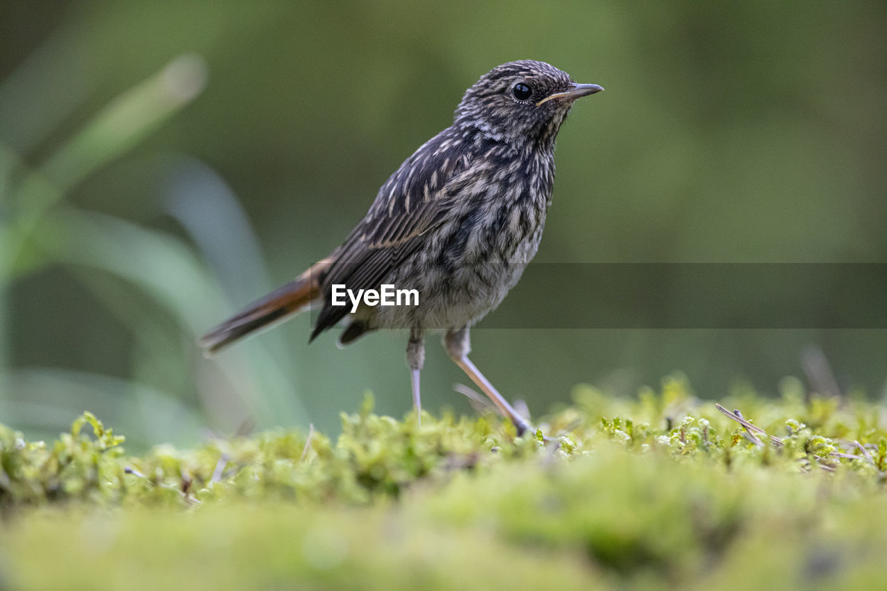 animal themes, animal, animal wildlife, bird, wildlife, one animal, beak, nature, grass, selective focus, plant, songbird, full length, perching, no people, side view, outdoors, lark, day, close-up, beauty in nature, meadow, environment
