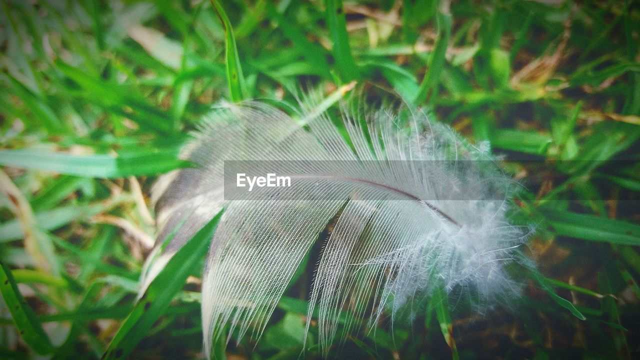 Close-up of feather on grassy field
