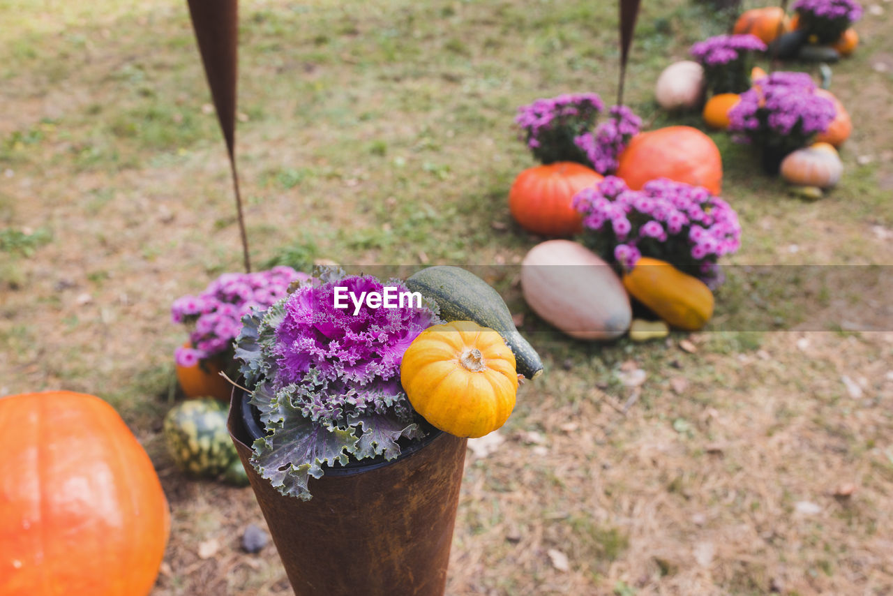 Halloween pumpkin and ornamental cabbage or flowering kale decoration in park