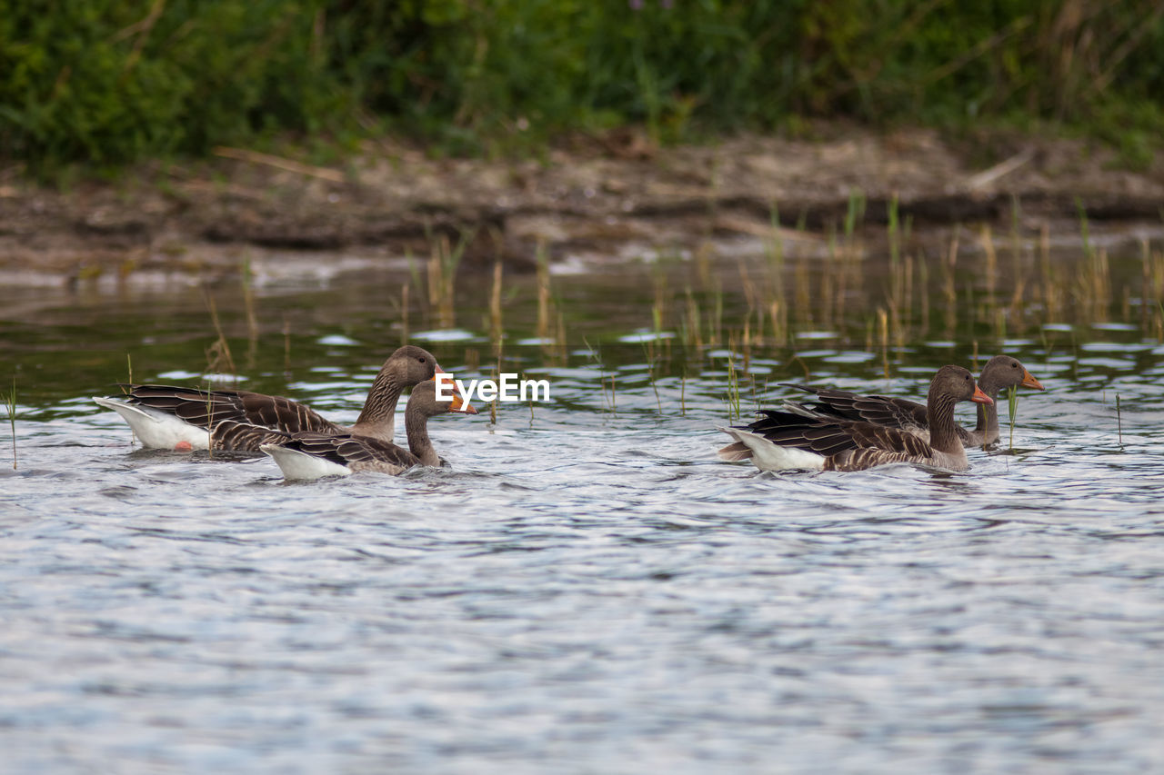 DUCK SWIMMING ON LAKE