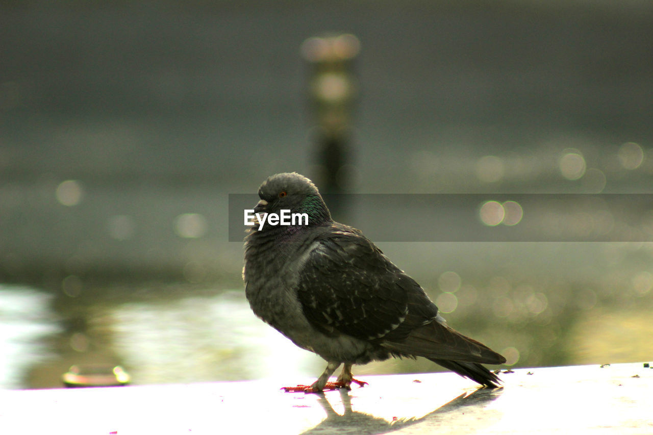 CLOSE-UP OF BIRD PERCHING ON WOODEN RAILING