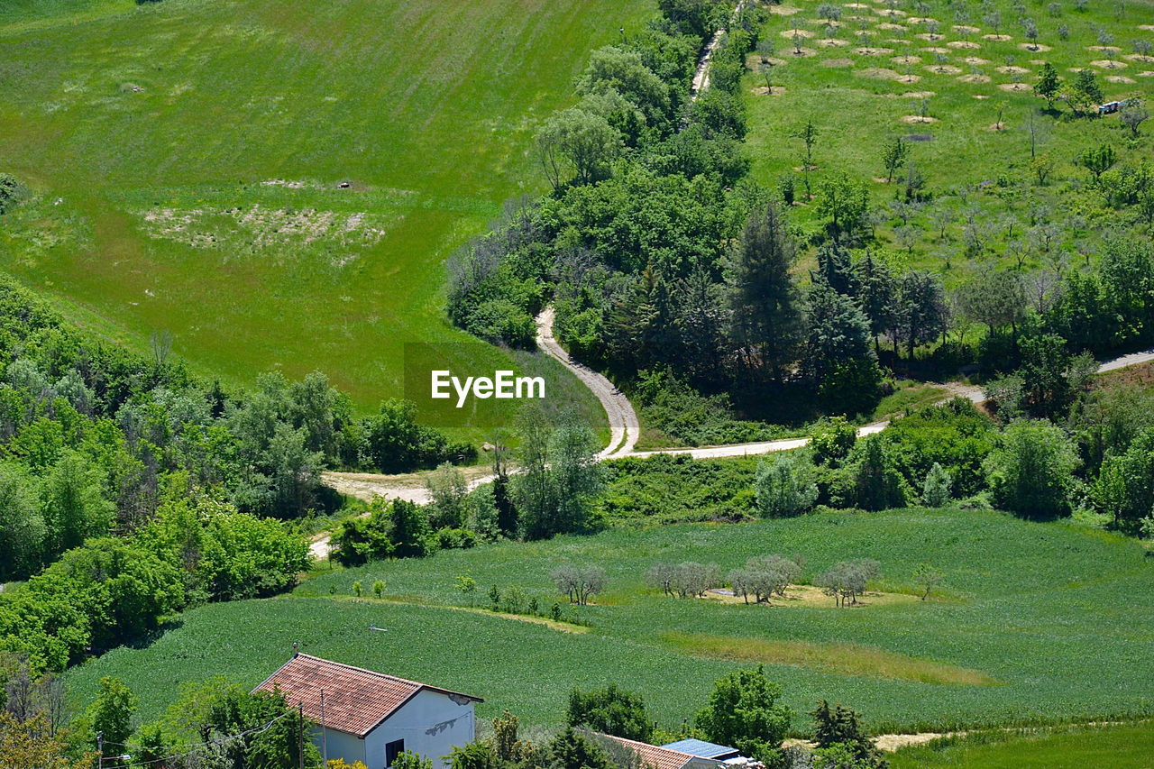 HIGH ANGLE VIEW OF TREES AND LAND