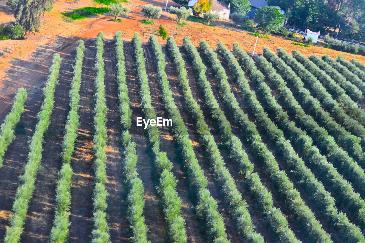 SCENIC VIEW OF FARM FIELD