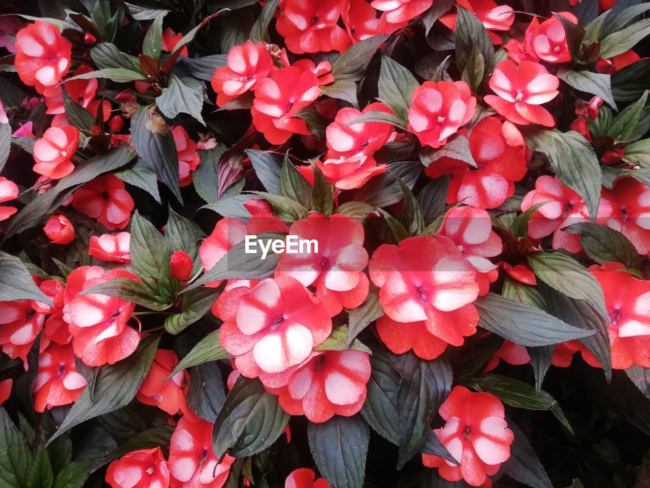 High angle view of red flowering plants