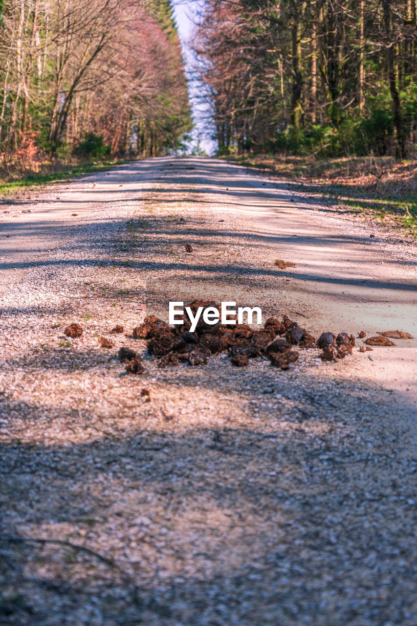 SURFACE LEVEL OF ROAD AMIDST PLANTS IN FOREST