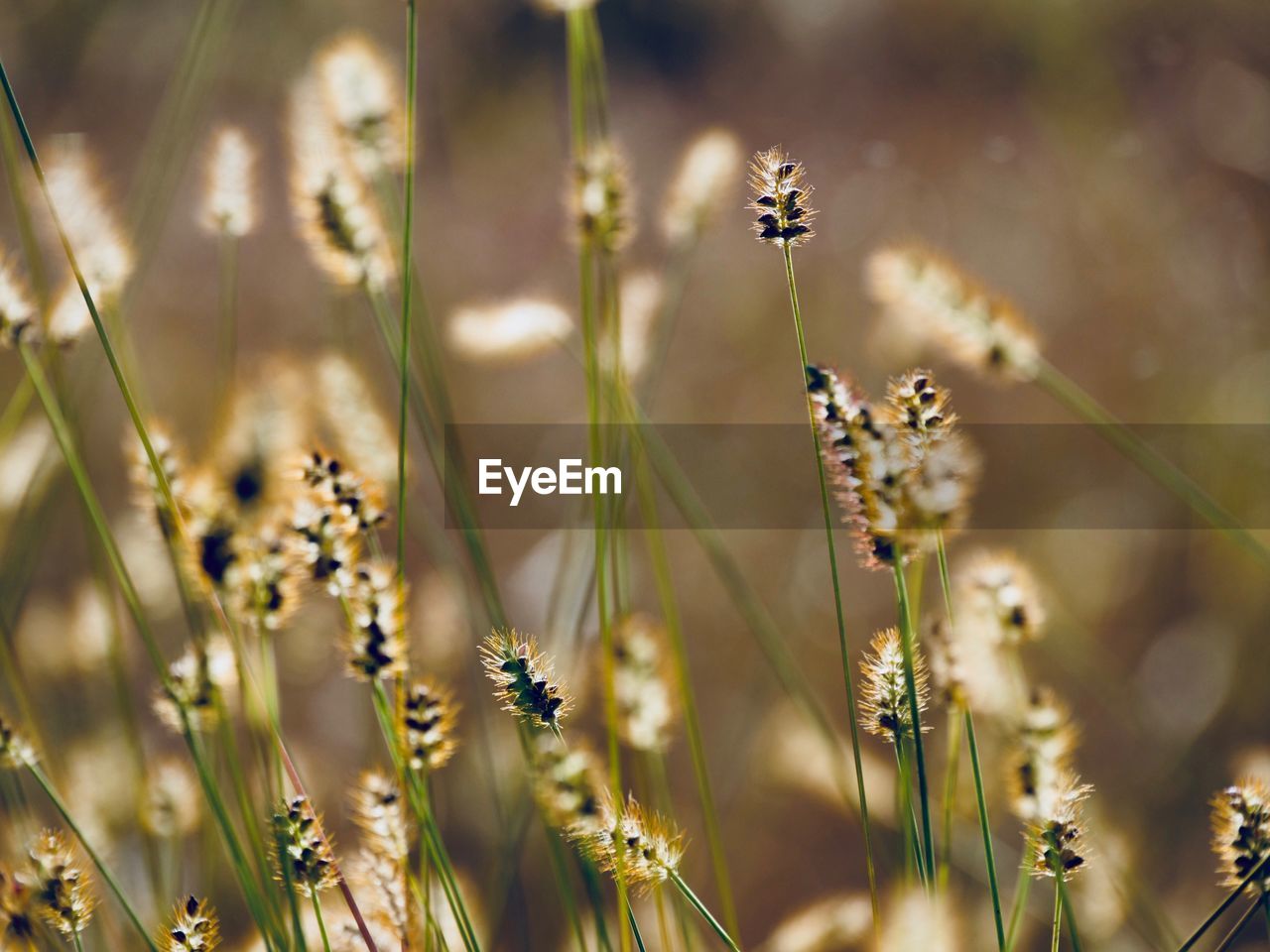 Close-up of wheat growing on field