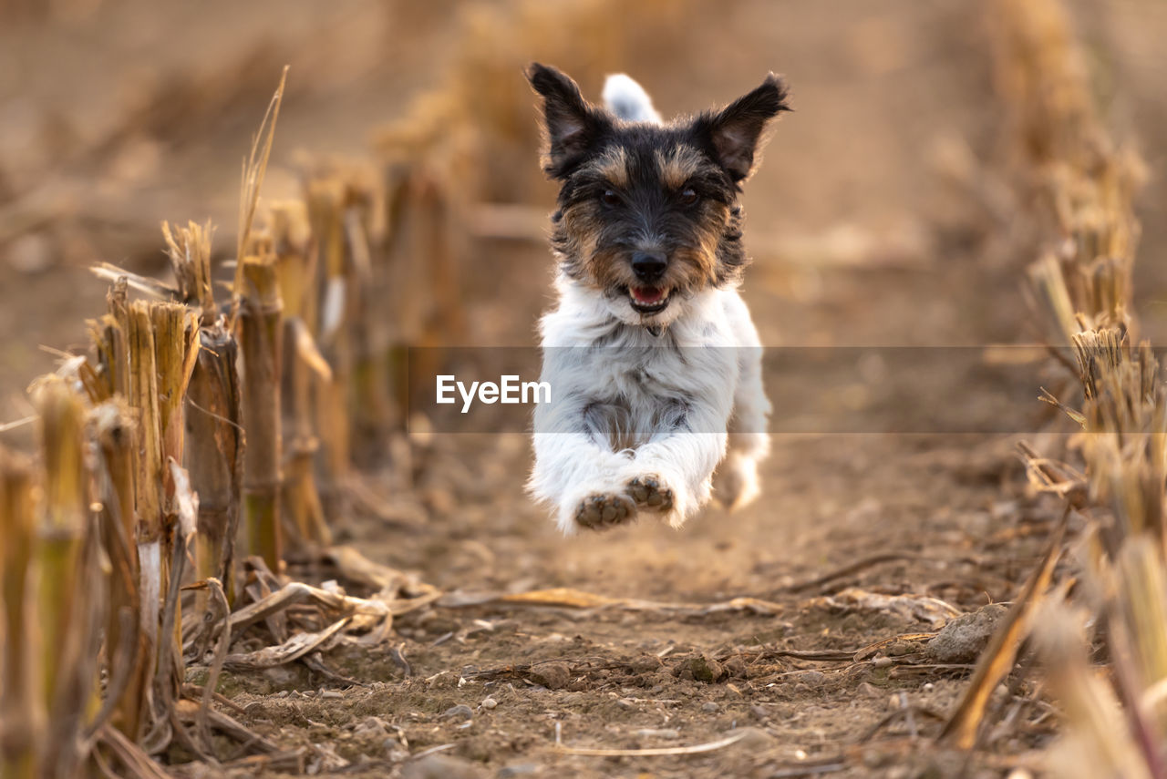 Portrait of dog running outdoors