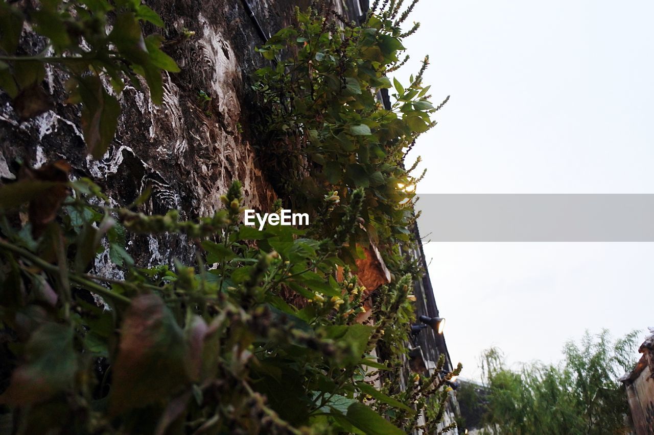 LOW ANGLE VIEW OF PLANTS AGAINST SKY