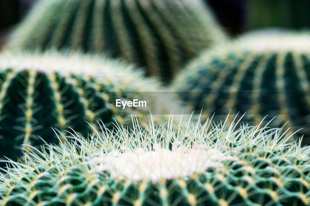 CLOSE-UP OF CACTUS PLANT OUTDOORS