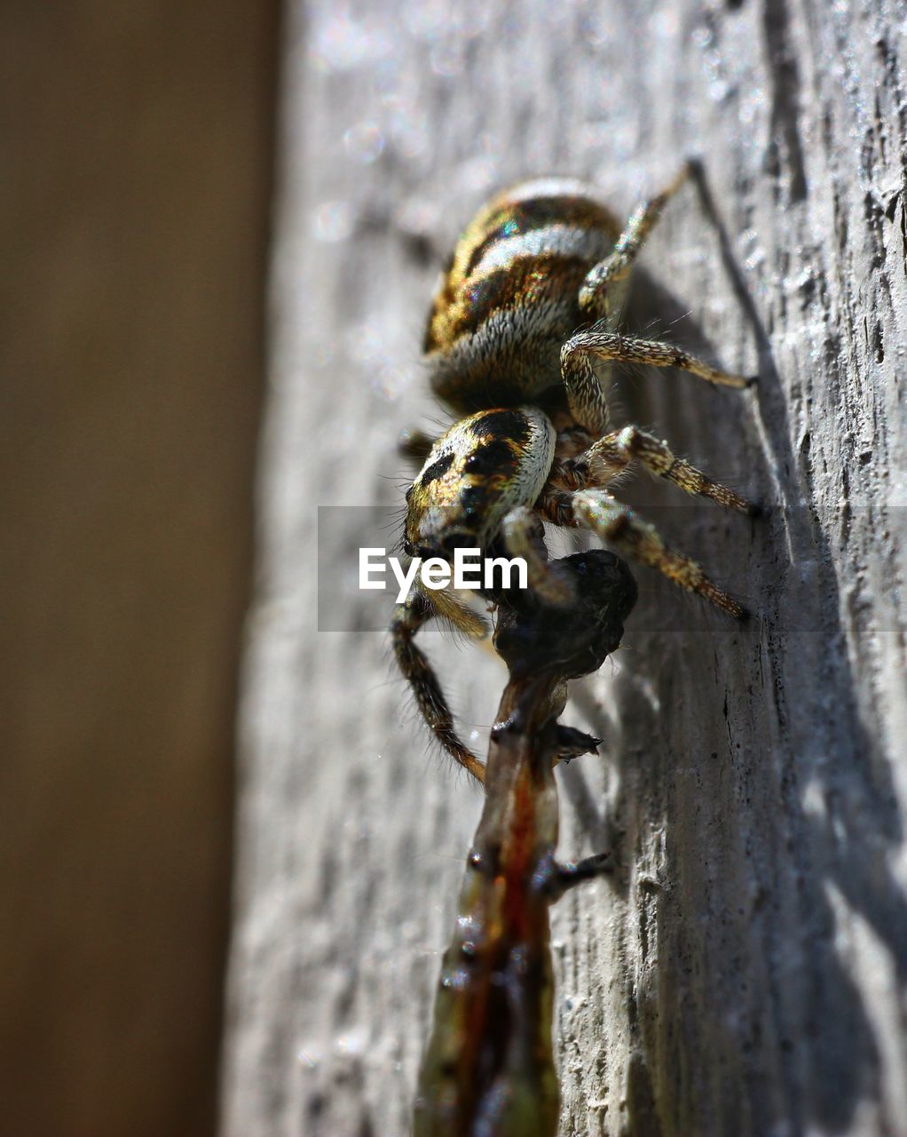 CLOSE-UP OF SPIDER ON WEB