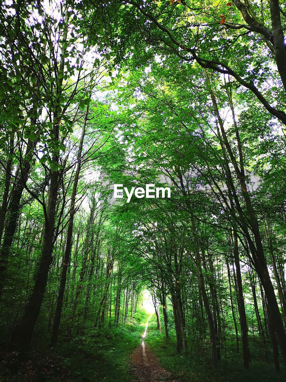 Empty hiking trail amidst trees in forest