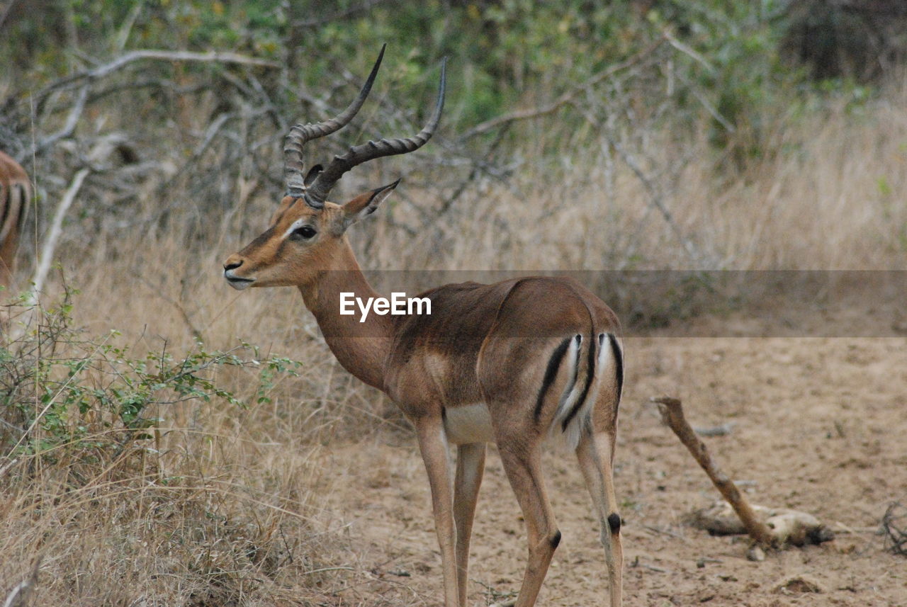 Side view of gazelle on field