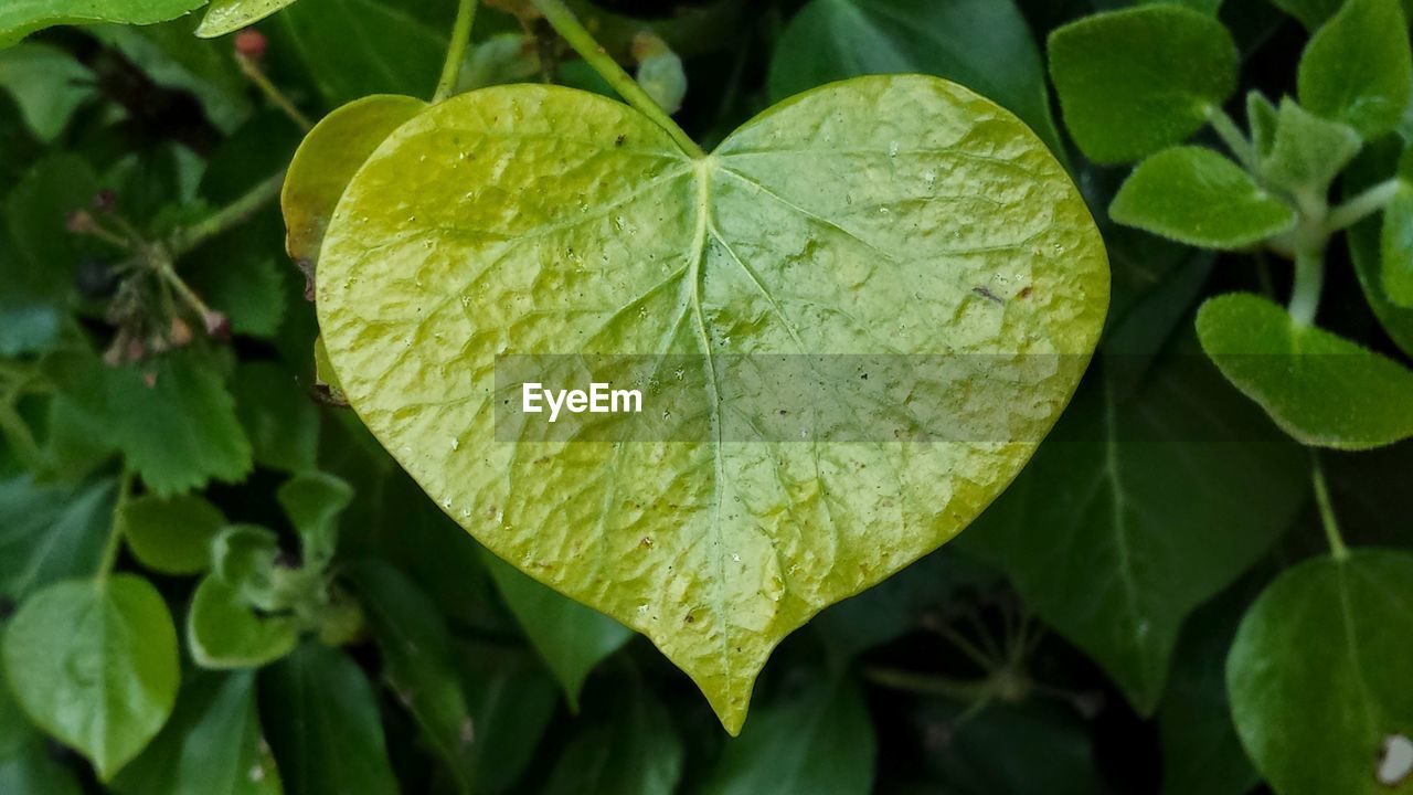 Close-up of heart shape leaf