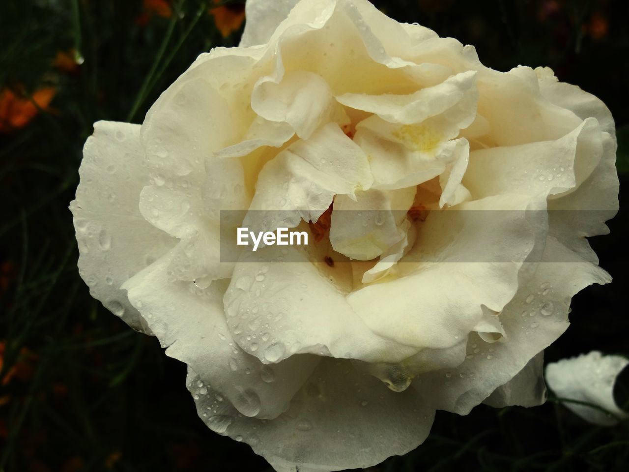 CLOSE-UP OF WHITE ROSE BLOOMING IN PARK