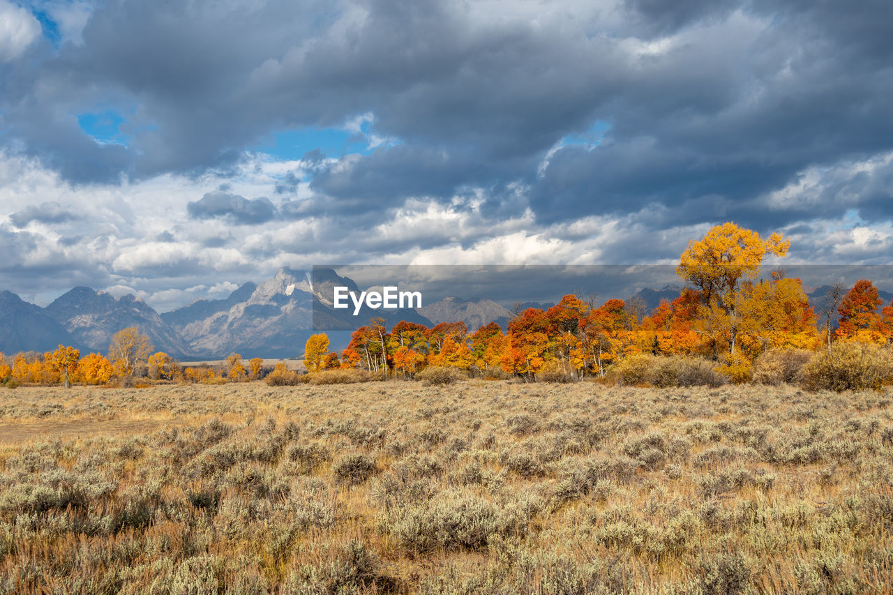 Panoramic view of trees on field against sky during autumn