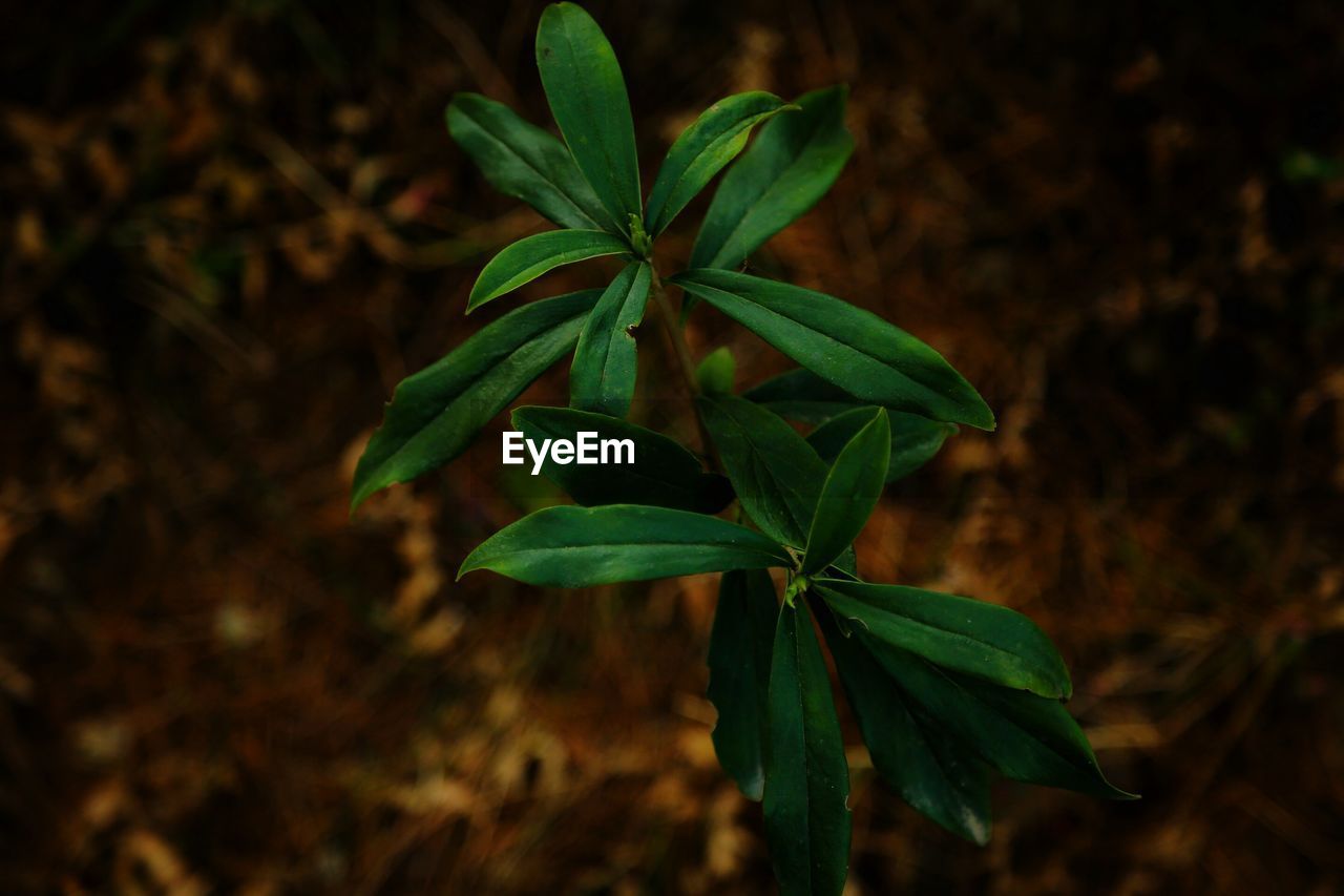 Close-up of plant on field