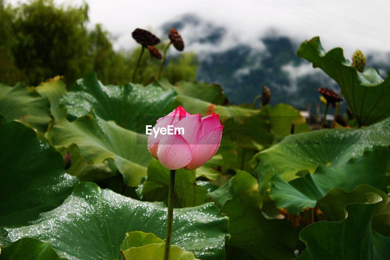 Close-up of pink flowers blooming outdoors