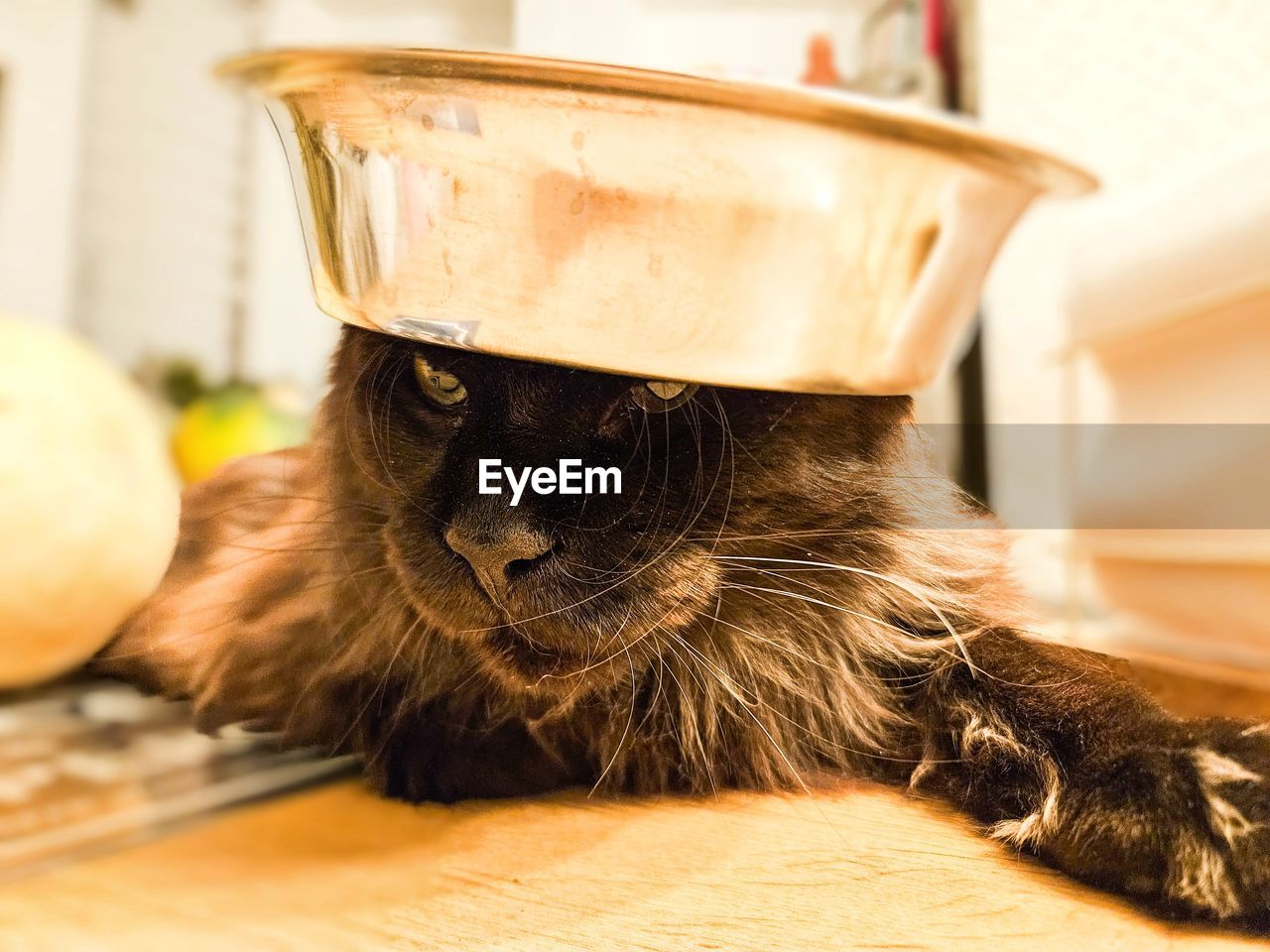 cat, mammal, animal themes, animal, pet, domestic animals, one animal, indoors, domestic cat, small to medium-sized cats, no people, whiskers, felidae, feline, close-up, kitchen, skin, carnivore, domestic room, cute, focus on foreground, home interior, household equipment