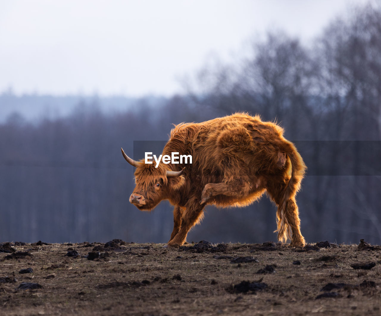 Graceful wanderer. majestic brown wild cow grazing in the early spring field