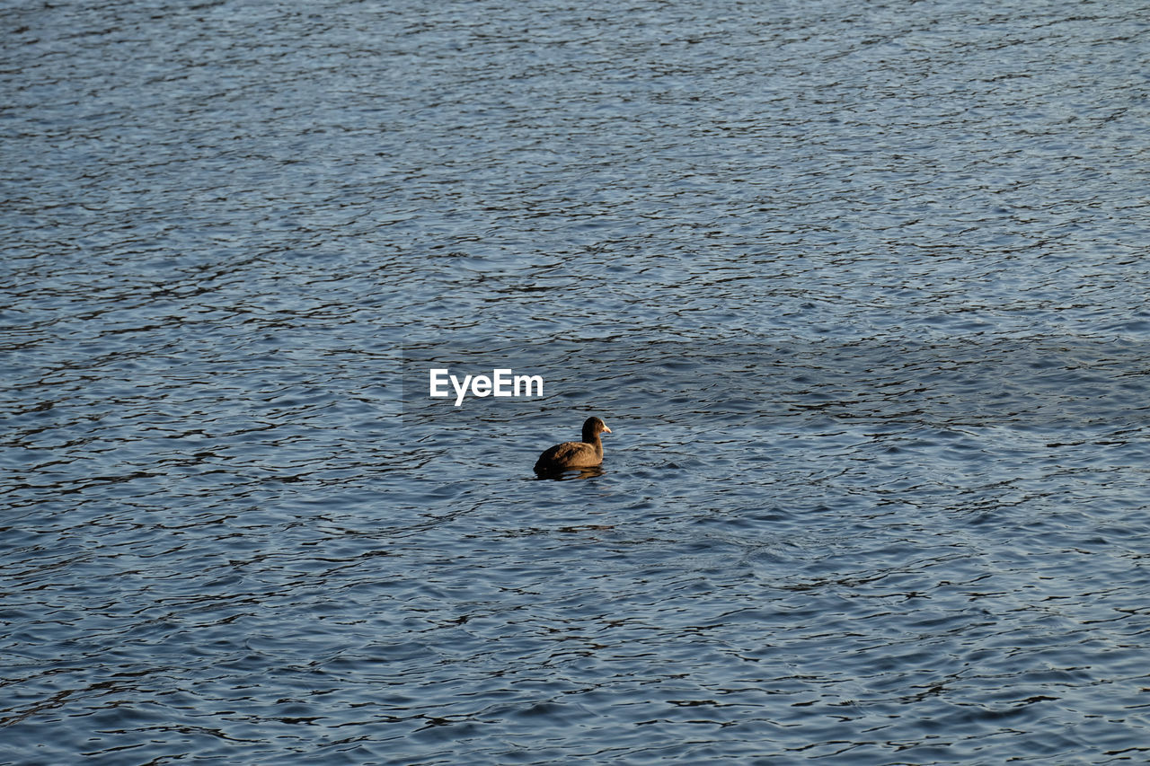 HIGH ANGLE VIEW OF DUCK SWIMMING ON LAKE