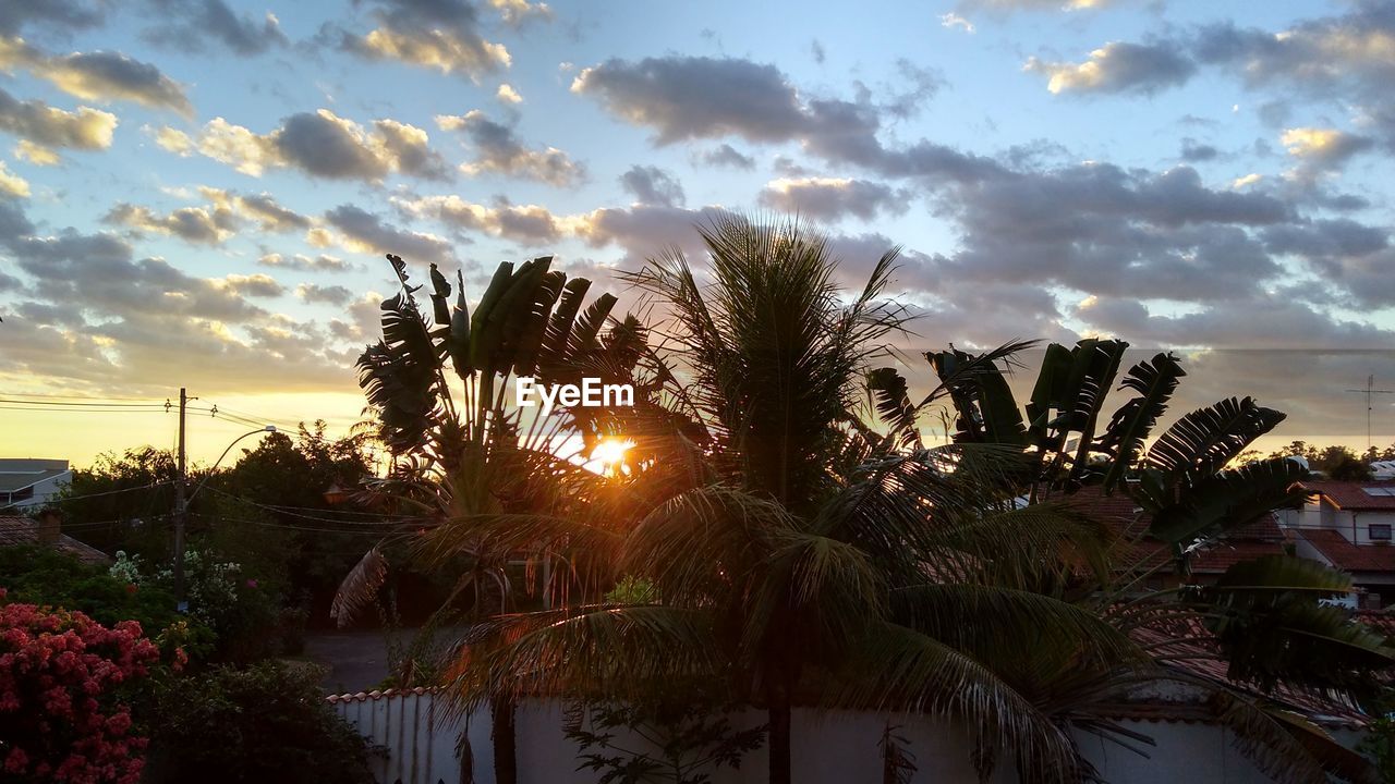 PALM TREES AGAINST SKY