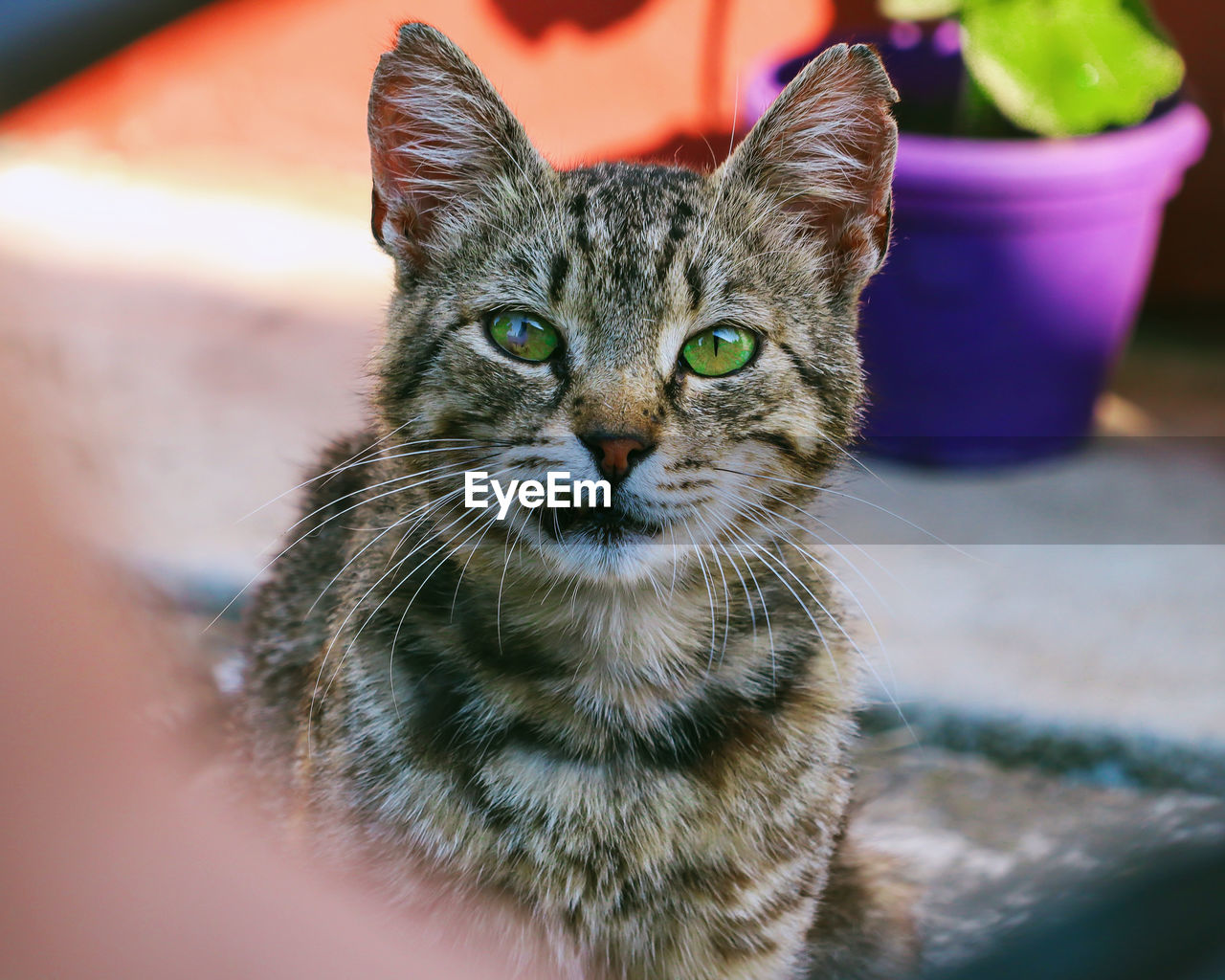 Cute cat with green eyes looking at camer
