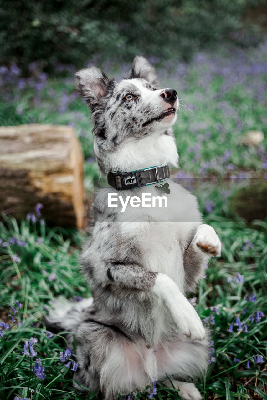 VIEW OF DOG SITTING ON FIELD