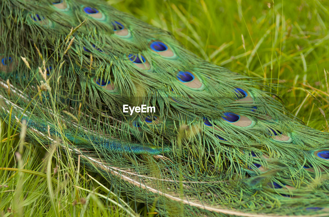 CLOSE-UP OF PEACOCK FEATHER