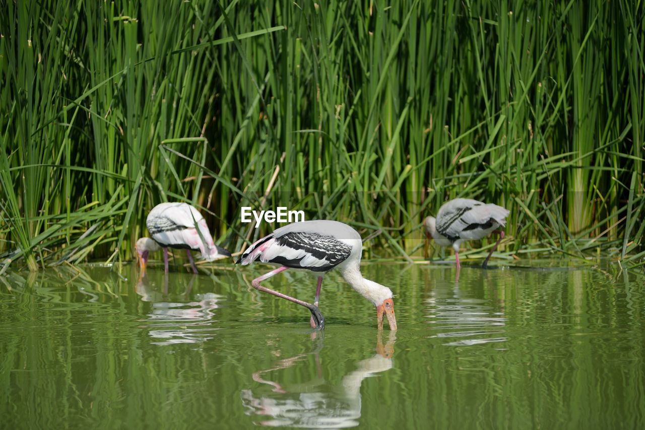 Storks foraging in lake