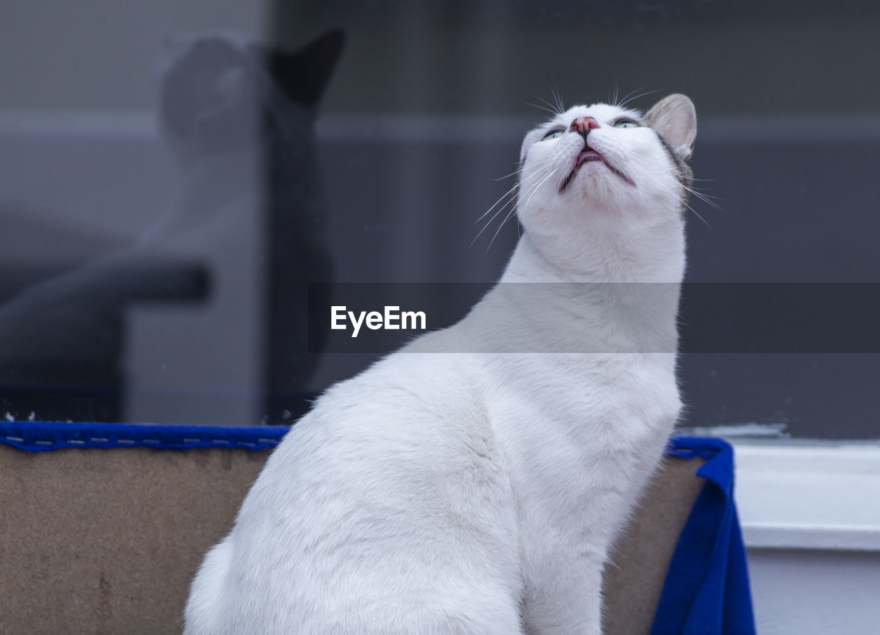 CLOSE-UP OF A CAT LOOKING AWAY