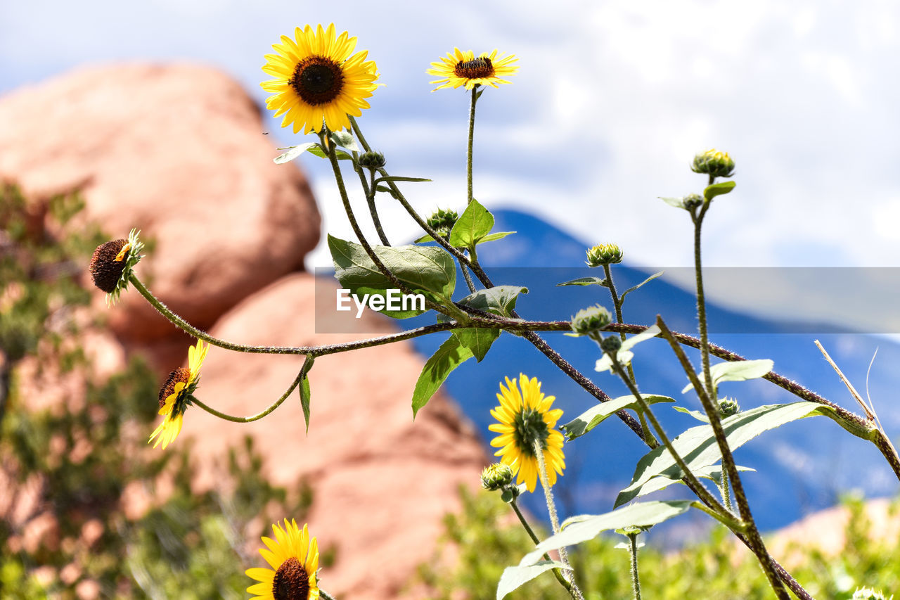 Close-up of flowers against blurred background