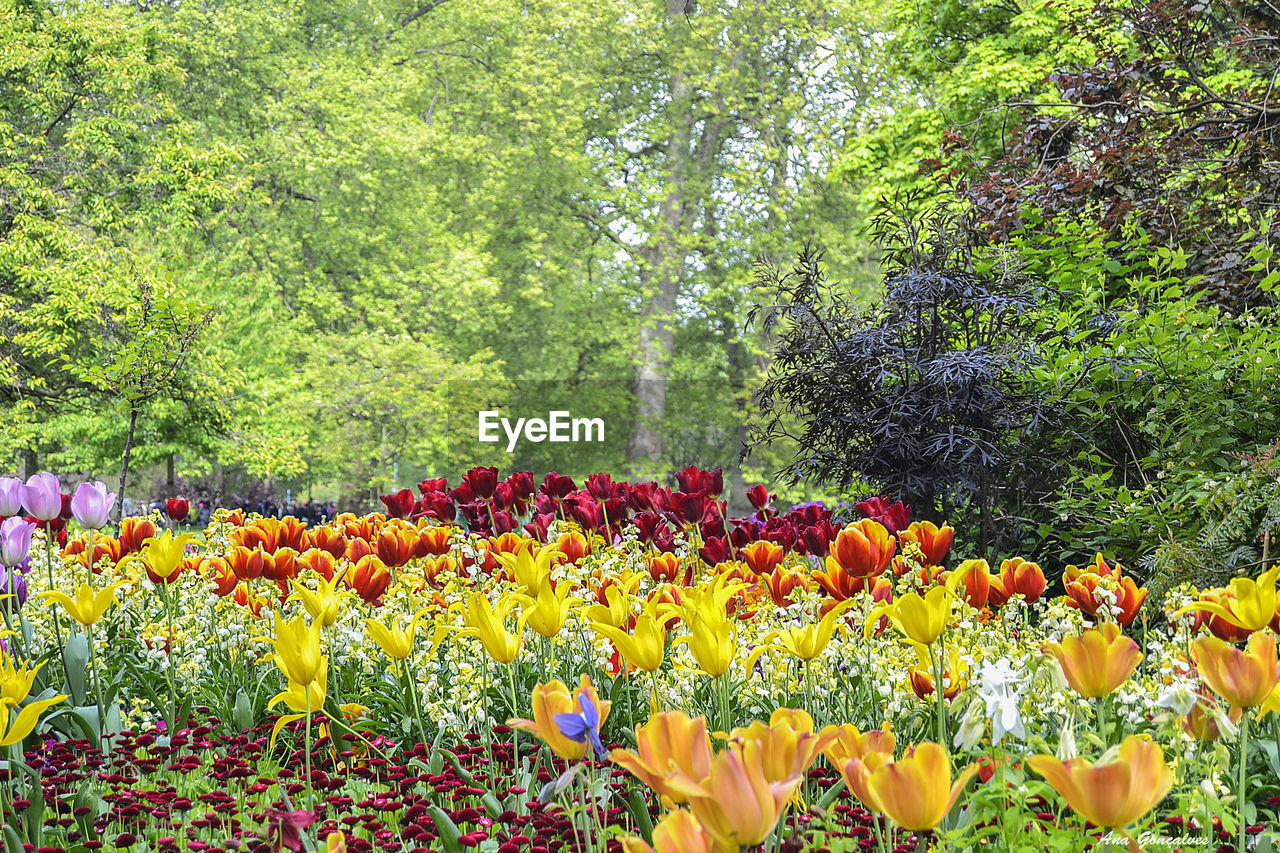 YELLOW FLOWERS BLOOMING IN FIELD