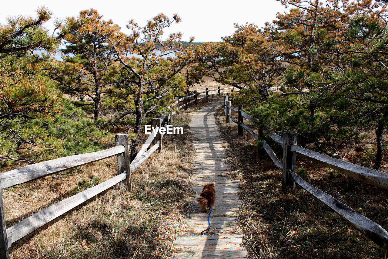 Footpath amidst trees in forest