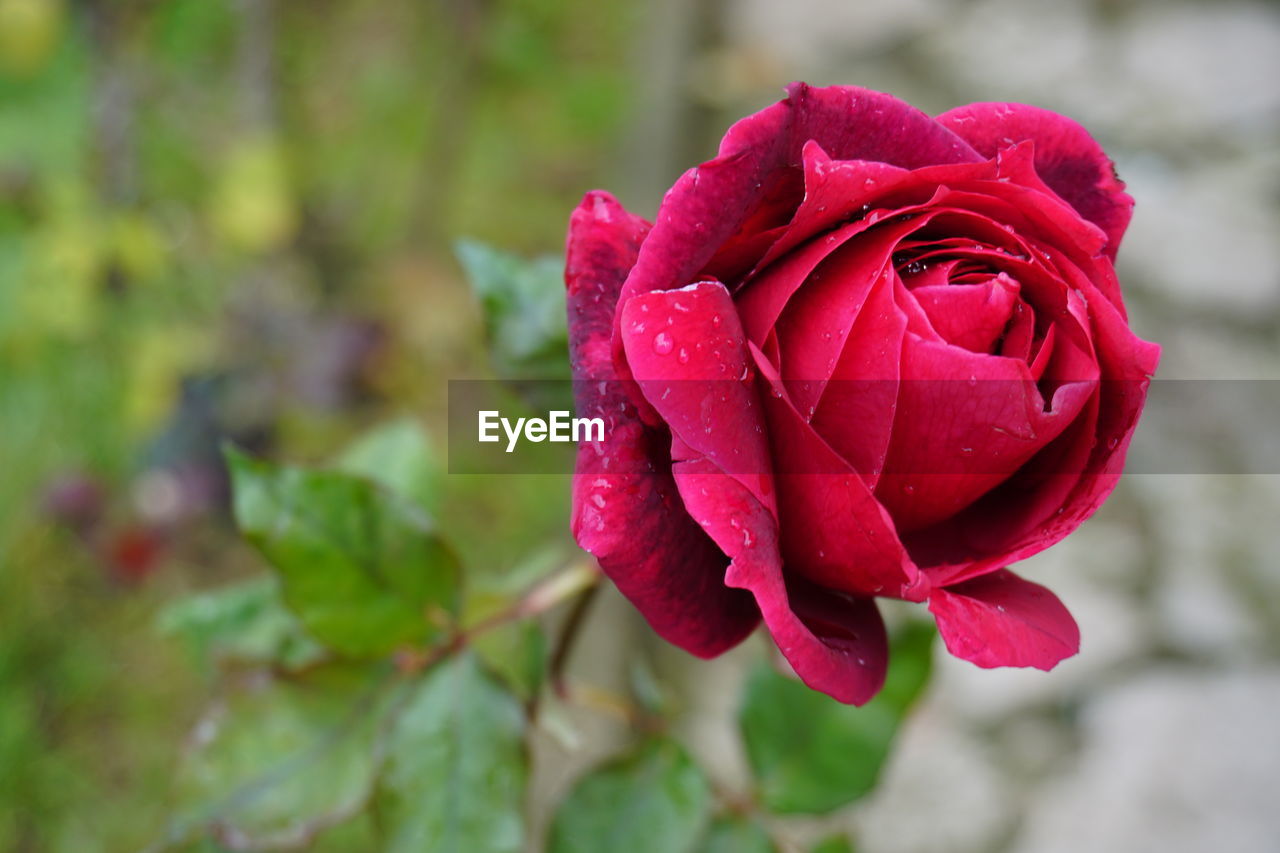 CLOSE-UP OF RED ROSE BLOOMING OUTDOORS