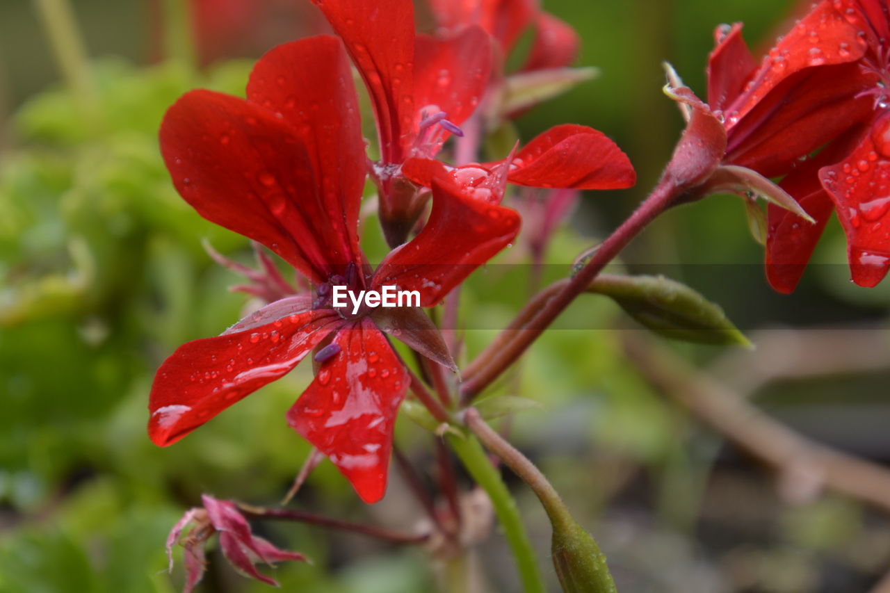 Close-up of red flowering plant