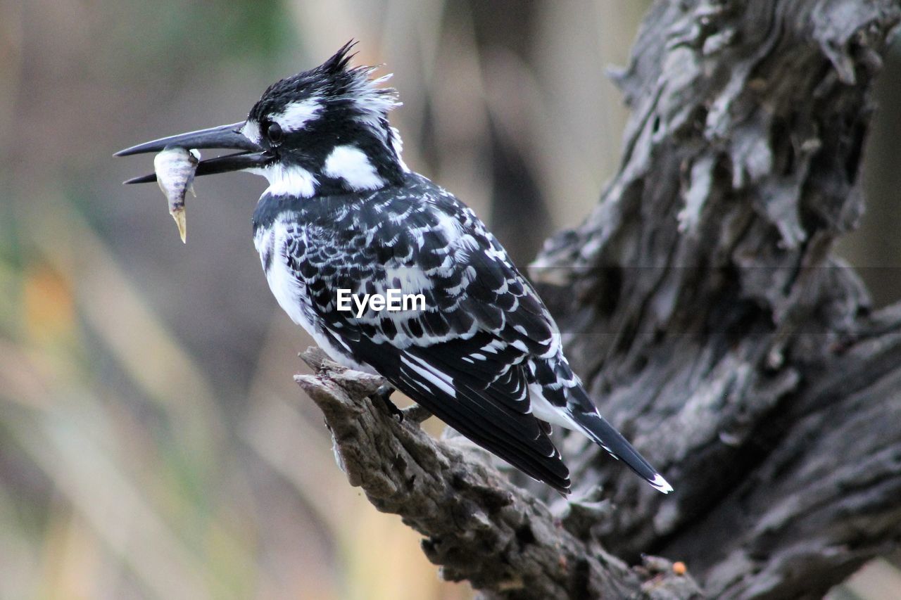 CLOSE-UP OF A BIRD PERCHING ON TREE