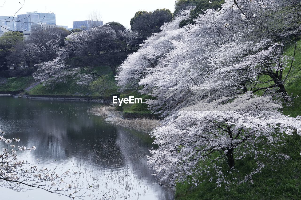 SCENIC VIEW OF RIVER AMIDST TREES