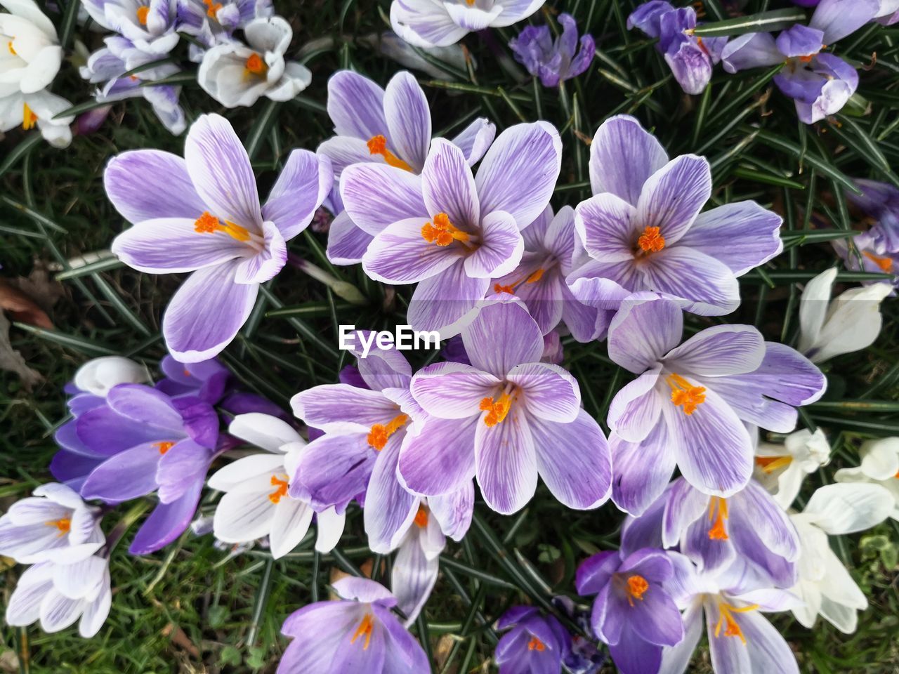 Close-up of purple crocus flowers