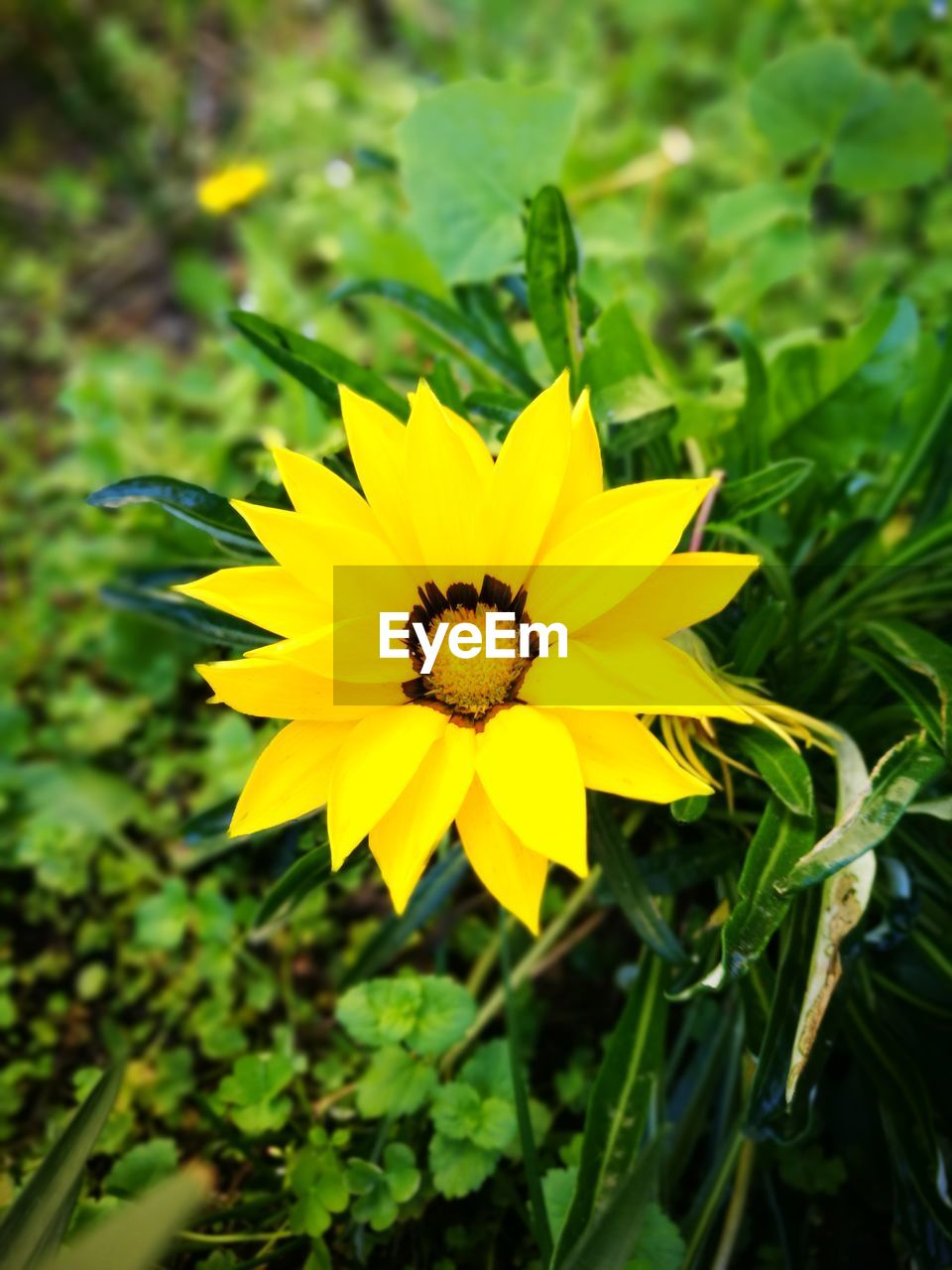 CLOSE-UP OF YELLOW FLOWER AGAINST PLANTS
