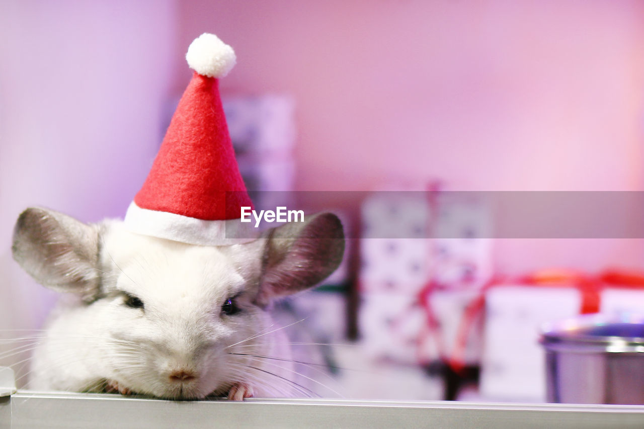 CLOSE-UP OF A CAT ON CHRISTMAS