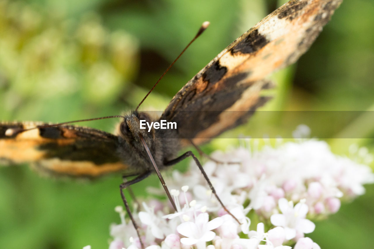 CLOSE-UP OF BUTTERFLY ON WHITE FLOWER