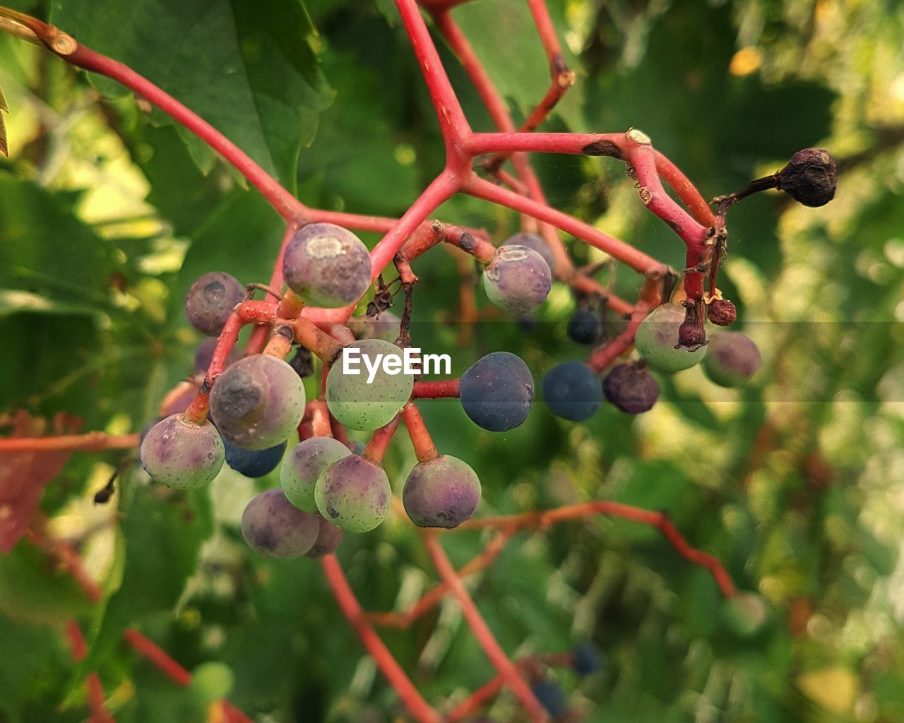 CLOSE-UP OF BERRIES ON TREE